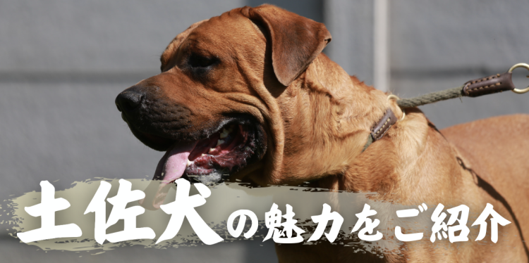 土佐犬の魅力をご紹介